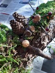 4. lepljenje mahu in plodov na skorjo